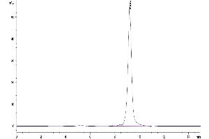 Size-exclusion chromatography-High Pressure Liquid Chromatography (SEC-HPLC) image for Chitinase, Acidic (CHIA) (AA 22-473) protein (His tag) (ABIN7273825)
