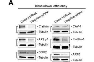 Immunoblots showing siRNA-mediated knockdown efficiencies corresponding to data of Figure 1. (Flotillin 1 抗体  (C-Term))