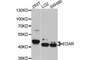 Western blot analysis of extracts of various cell lines, using EDAR antibody (ABIN5972517) at 1/1000 dilution. (EDAR 抗体)
