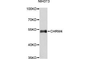 Western blot analysis of extracts of NIH/3T3 cells, using CHRM4 antibody (ABIN1871849). (CHRM4 抗体)