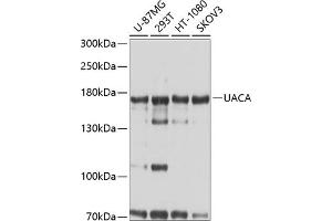Western blot analysis of extracts of various cell lines, using UACA antibody  at 1:1000 dilution. (UACA 抗体  (AA 1-90))