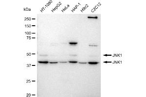 Western blotting analysis using JNK1 antibody (ABIN7799457).