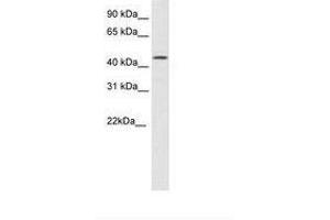 Image no. 1 for anti-High Mobility Group 20B (HMG20B) (N-Term) antibody (ABIN6736097) (HMG20B 抗体  (N-Term))