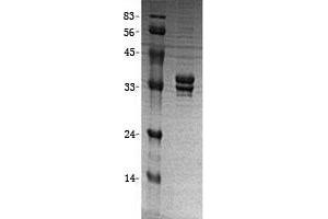 Western Blotting (WB) image for Geranylgeranyl Diphosphate Synthase 1 (GGPS1) (Transcript Variant 2) protein (His tag) (ABIN2721865)