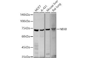 Western blot analysis of extracts of various cell lines, using NEK8 antibody (ABIN3021225, ABIN3021226, ABIN3021227 and ABIN6214075) at 1:500 dilution. (NEK8 抗体  (AA 1-300))
