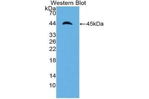 Western Blotting (WB) image for anti-Apolipoprotein A-IV (APOA4) (AA 21-380) antibody (ABIN1980367) (APOA4 抗体  (AA 21-380))