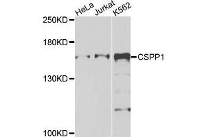 Western blot analysis of extracts of various cells, using CSPP1 antibody. (CSPP1 抗体)