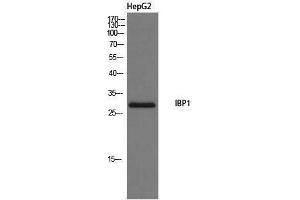 Western Blotting (WB) image for anti-Insulin-Like Growth Factor Binding Protein 1 (IGFBPI) (Internal Region) antibody (ABIN3185136) (IGFBPI 抗体  (Internal Region))