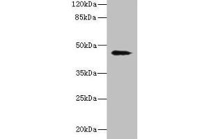 Western blot All lanes: RBMS2 antibody at 0. (RBMS2 抗体  (AA 1-407))