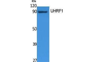Western Blotting (WB) image for anti-Ubiquitin-Like, Containing PHD and RING Finger Domains, 1 (UHRF1) (Internal Region) antibody (ABIN3187628) (UHRF1 抗体  (Internal Region))