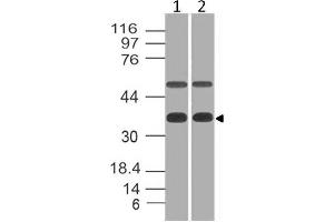 Image no. 1 for anti-Eukaryotic Translation Initiation Factor 3, Subunit G (EIF3G) (AA 121-312) antibody (ABIN5027179) (EIF3G 抗体  (AA 121-312))