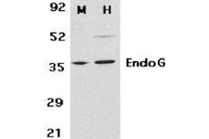 Western blot analysis of EndoG in mouse (M) 3T3 and human (H) HepG2 cell lysates with AP30316PU-N EndoG antibody at 2 μg/ml.