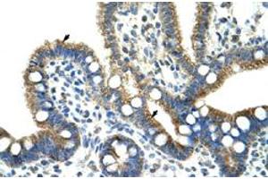 Immunohistochemical staining (Formalin-fixed paraffin-embedded sections) of human intestine with CPNE1 polyclonal antibody  at 4-8 ug/mL working concentration. (CPNE1 抗体  (N-Term))