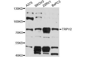 Western blot analysis of extracts of various cell lines, using TRPV2 antibody (ABIN5999110) at 1:3000 dilution.
