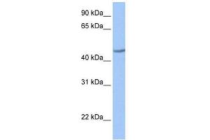 ZNF485 antibody used at 0. (ZNF485 抗体  (C-Term))