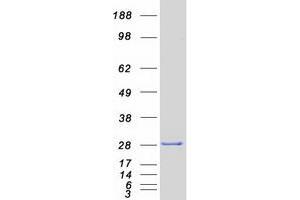 Western Blotting (WB) image for sigma Non-Opioid Intracellular Receptor 1 (SIGMAR1) (Transcript Variant 1) protein (Myc-DYKDDDDK Tag) (ABIN2732050)