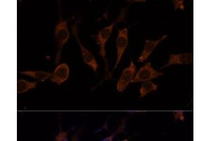 Immunofluorescence (IF) image for anti-Ribosomal Protein L32 (RPL32) antibody (ABIN7256518)