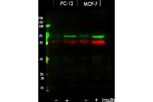 Western blot analysis of Phospho-p70 S6 Kinase (Thr389/412) using various lysates Lanes 1 - 2: Merged signal (red and green).