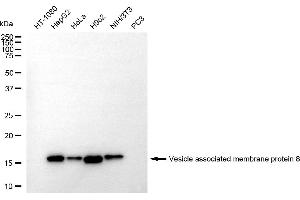 anti-Vesicle-Associated Membrane Protein 8 (Endobrevin) (VAMP8) antibody