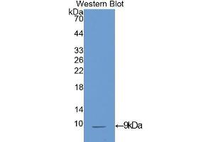 Western Blotting (WB) image for anti-Insulin-Like Growth Factor 1 (IGF1) (AA 33-102) antibody (ABIN3209577) (IGF1 抗体  (AA 33-102))