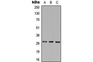 Western blot analysis of MAF1 expression in HEK293T (A), Raw264. (MAF1 抗体  (Center))