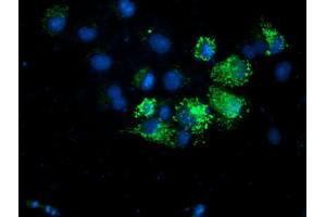 Immunofluorescence (IF) image for anti-Adenylate Kinase 4 (AK4) antibody (ABIN1496528) (AK4 抗体)