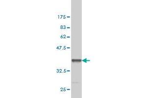 Western Blot detection against Immunogen (36. (DGKH 抗体  (AA 831-930))