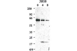 Western blot using anti-Caspase-8 (mouse), mAb (3B10)  detecting the cleaved active p20 subunit of mouse caspase-8 in addition to the caspase-8 precursor, upon an apoptotic stimulus e.