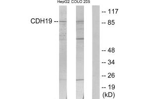 Western blot analysis of extracts from HepG2 cells and COLO205 cells, using CDH19 antibody. (CDH19 抗体  (Internal Region))