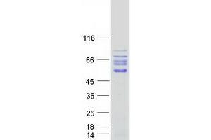 Western Blotting (WB) image for Interleukin 16 (IL16) (Transcript Variant 1) protein (Myc-DYKDDDDK Tag) (ABIN2723624)