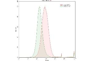 Detection of HSPA1L in Raji human Burkitt's lymphoma cell line using Polyclonal Antibody to Heat Shock 70 kDa Protein 1 Like Protein (HSPA1L) (HSPA1L 抗体  (AA 1-641))