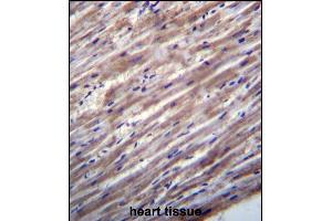RASD1 Antibody (C-term) (ABIN657026 and ABIN2846202) immunohistochemistry analysis in formalin fixed and paraffin embedded human heart tissue followed by peroxidase conjugation of the secondary antibody and DAB staining. (RASD1 抗体  (C-Term))