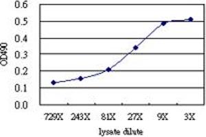 Sandwich ELISA detection sensitivity ranging from approximately 243x to 3x dilution of the MARK2 293T overexpression lysate (non-denatured).