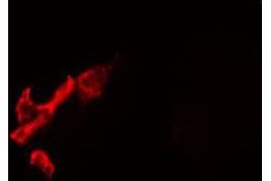 ABIN6275509 staining  293 cells by IF/ICC. (RPAP2 抗体  (Internal Region))