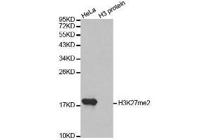 Western blot analysis of extracts of various cell lines, using DiMethyl-Histone H3-K27 antibody. (Histone 3 抗体  (H3K27me))