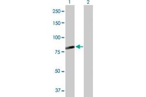 Western Blot analysis of C7orf38 expression in transfected 293T cell line by C7orf38 MaxPab polyclonal antibody. (FAM200A 抗体  (AA 1-573))