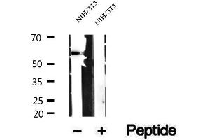 Western blot analysis of extracts of NIH/3T3 cells, using SRP54 antibody. (SRP54 抗体)
