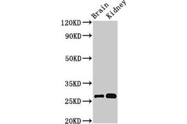 OLFML2B 抗体  (AA 451-750)