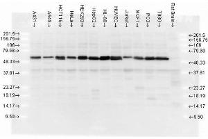 Western blot analysis of multiple cell lines lysates showing detection of Calreticulin protein using Rabbit Anti-Calreticulin Polyclonal Antibody (ABIN361834 and ABIN361835).