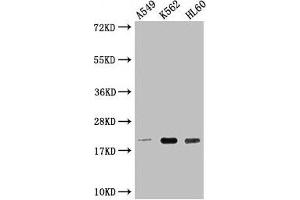 Western Blot Positive WB detected in: A549 whole cell lysate, K562 whole cell lysate, HL60 whole cell lysate All lanes: POLR2G antibody at 1:2000 Secondary Goat polyclonal to rabbit IgG at 1/50000 dilution Predicted band size: 20 kDa Observed band size: 20 kDa (POLR2G 抗体  (AA 1-172))