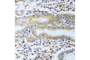 Immunohistochemical analysis of TCP1-delta staining in rat stomach formalin fixed paraffin embedded tissue section. (CCT4 抗体)