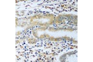 Immunohistochemical analysis of TCP1-delta staining in rat stomach formalin fixed paraffin embedded tissue section. (CCT4 抗体)