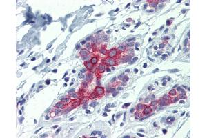 IHC-P Image Immunohistochemical analysis of paraffin-embedded human liver, bile duct, using BAK1, antibody(10 μg/ml). (BAK1 抗体  (N-Term))