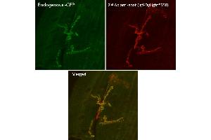 Immunofluorescence (IF) image for Chicken anti-Goat IgG antibody (DyLight 550) (ABIN7273065)