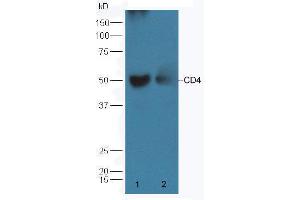 Western Blotting (WB) image for anti-CD4 (CD4) (AA 385-457) antibody (ABIN671376)
