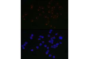 anti-ADP-Ribosylation Factor Related Protein 1 (ARFRP1) antibody
