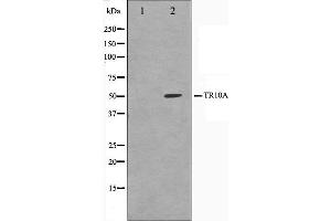 Western blot analysis on K562 cell lysate using TR10A Antibody. (DR4 抗体)
