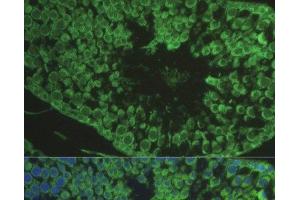 Immunofluorescence analysis of Rat testis cells using DEFB121 Polyclonal Antibody at dilution of 1:100. (DEFB121 抗体)