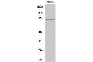 Western Blotting (WB) image for anti-Calpain 11 (CAPN11) (Internal Region) antibody (ABIN3180519) (CAPN11 抗体  (Internal Region))