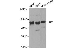 Western blot analysis of extracts of various cell lines, using JUP antibody. (JUP 抗体)
